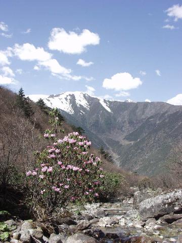 03小溪旁的高山杜鵑