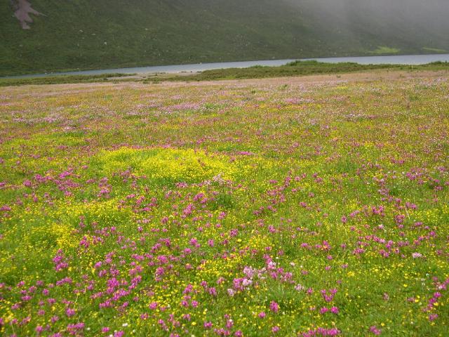 08.還是花海好看